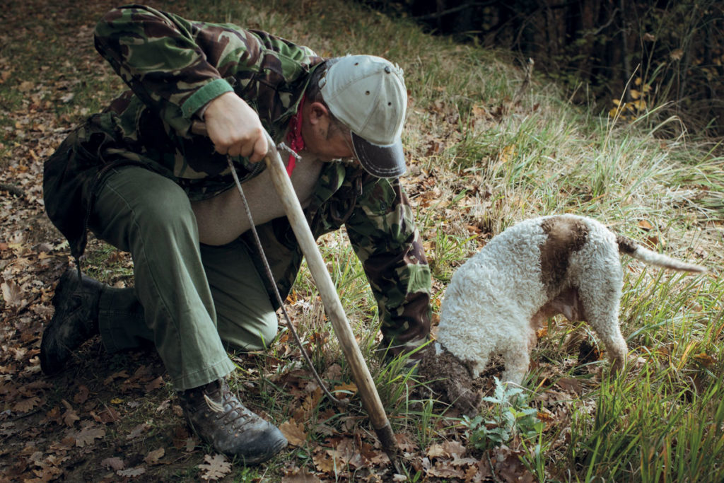 I tartufai e i loro fedeli cani, essenziali per la
caccia al tartufo.