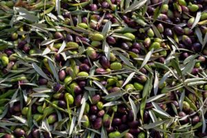 olive Cosa mangiare a Avellino e dintorni